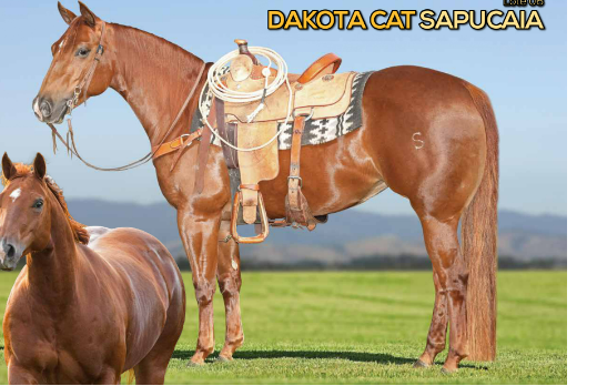 DAKOTA CAT SAPUCAIA